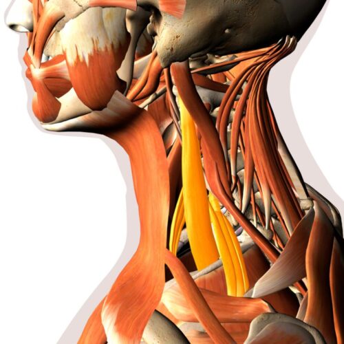 Anatomy and Physiology for the Neck - Evidence for Exercise